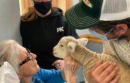 Baby Lamb Springs Up Divine Providence