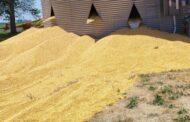 Coffee or Die Magazine: DROWNING IN CORN KERNELS: INSIDE SLEEPY EYE FIRE’S GRUELING GRAIN BIN RESCUE